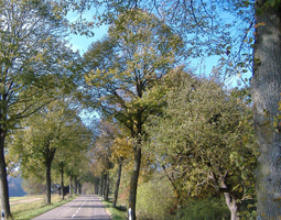 Obstalleeäe im Herbst