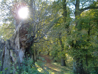 Lindenallee im Herbst