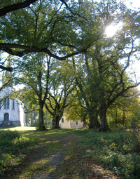 Lindenallee im Herbst