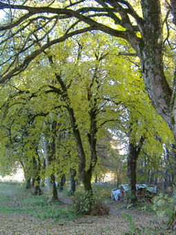 Lindenallee im Herbst