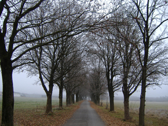 Kastanien- und Ahornalleen im Herbst mit Nebel im Hintergrund.