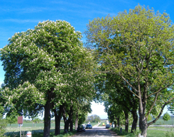 Allee im Früing: blühenden Kastanienbäume mit grünen Blätter
