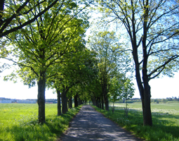 Allee im Früing: blühenden Kastanienbäume mit grünen Blätter