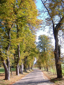 Allee im Herbst mit bunten Blttern