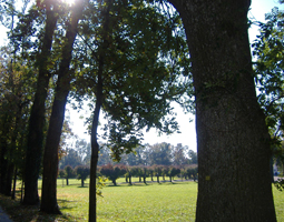 Allee im Herbst