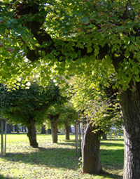 Allee im Herbst