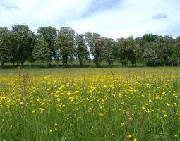 Allee im Fr&uumlhling mit gelben Blumen auf einem Feld