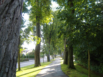 Allee im Herbst, im Hintergrund Häuser