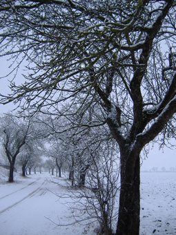 Apfelbaumallee im Winter