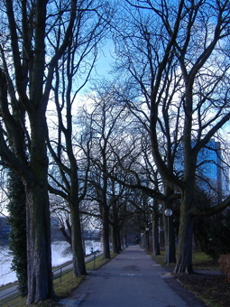 Allee im Winter, Allee führt am Fluss entlang