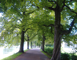 Alte Bäume an schmalem Weg