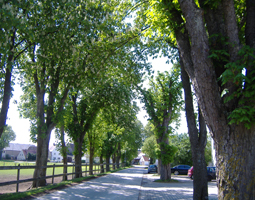 Allee im Frühling mit Kastanienblüten