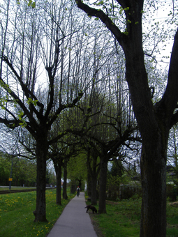 Allee im Frühling fast ohne Blätter