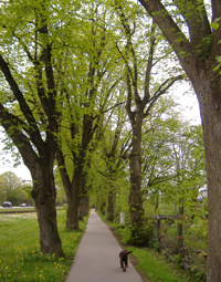 Allee im Frühling mit Rapsfeld und Löwenzahn