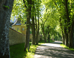 Allee im Winter, Allee führt am Fluss entlang