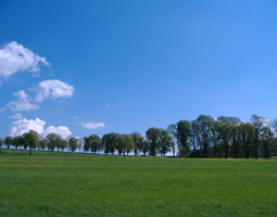 Allee führt von weitem fotografiert, im Vordergrund ein Feld.