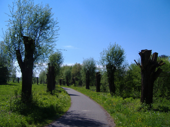 Kopfweidenallee im Frühling fast ohne Blätter, die Bume sind gestutzt, im Hintergrund blauer Himmel.