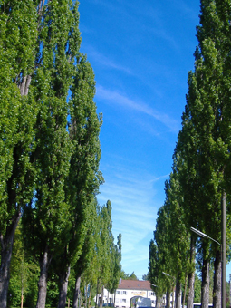 Pappelallee mit vielen Blätter, am Ende der Allee steht ein Haus, im Hintergrund blauer Himmel.