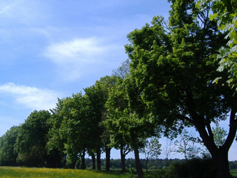 Allee im Sommer mit Rapsfeld