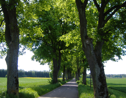 Allee mit grüen Bl¨ttern im Sommer