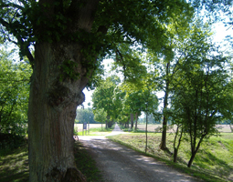 Allee mit grüen Bl¨ttern im Sommer