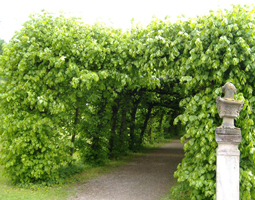 Grüne Hecke als Spalier