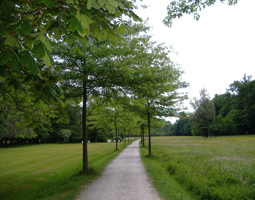 Allee mit kleinem Sandweg