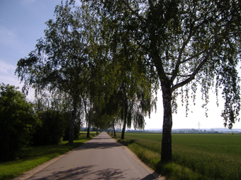 Allee im Sommer mit blauem Himmel