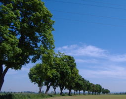 Allee im Sommer mit blauem Himmel, von der Seite aufgenommen