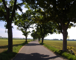 Allee im Sommer mit blauem Himmel