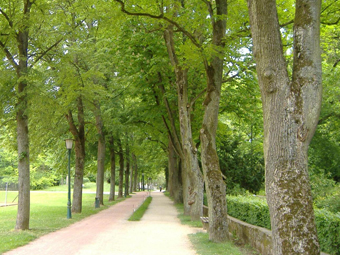 Allee im Sommer mit blauem Himmel