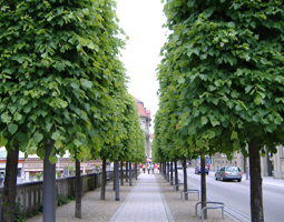 Allee im Sommer an eine Strasse