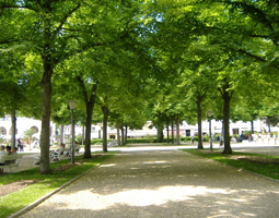 Allee im Sommer im Park