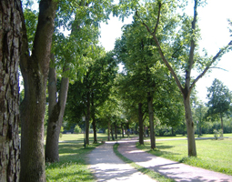 Allee im Sommer mit Weg