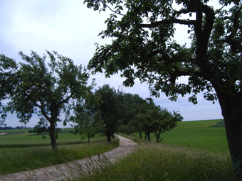 Allee im Sommer mit blauem Himmel