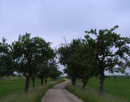 Allee im Sommer mit blauem Himmel, von der Seite aufgenommen