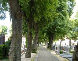 Friedhof mit Bäumem