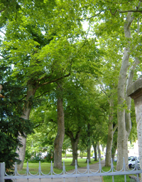 Friedhof mit Bäumem