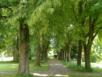 Friedhof mit Bäumem