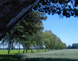 Birkenallee an schmalem Weg mit Feld