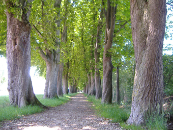 Alte Kastanien im Sommer