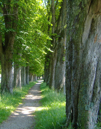 Alte Bäume an schmalem Weg