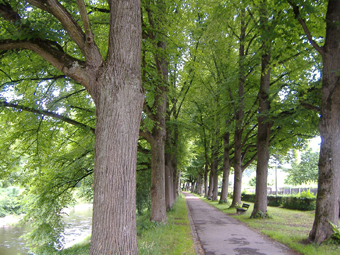 Alte Kastanien im Sommer