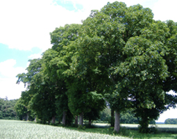 Alte Bäume mit Feld von der Seite aufgenommen