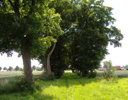 Alte Bäume mit Feld von der Seite aufgenommen