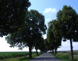 Alte Bäume mit Feld und blauem Himmel