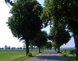 Alte Bäume mit Maisfeld und blauem Himmel