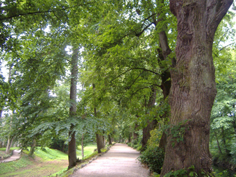 Alte Linden mit Sandweg