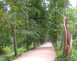 Alte Linden mit Sandweg