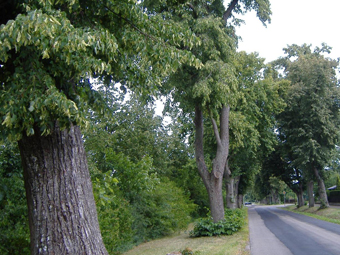 Allee im Sommer mit schmaler Strasse